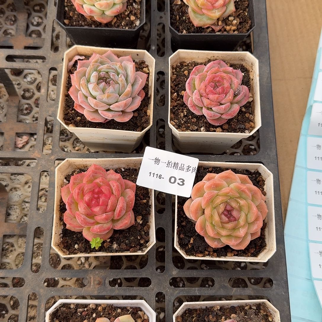 1116-03多肉珍妮8颗组合