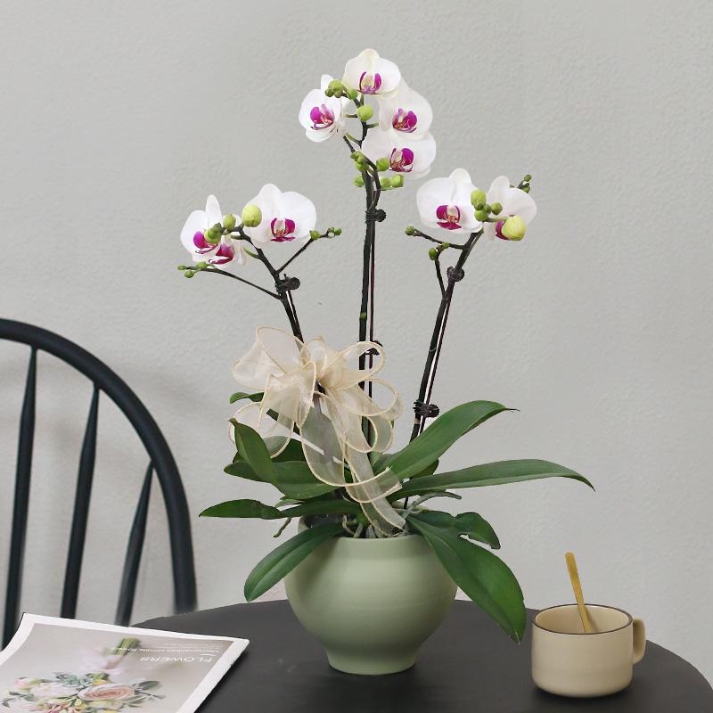  蝴蝶兰【雪域】带花带盆组好伴手礼送礼茶桌婚礼客厅美化装饰