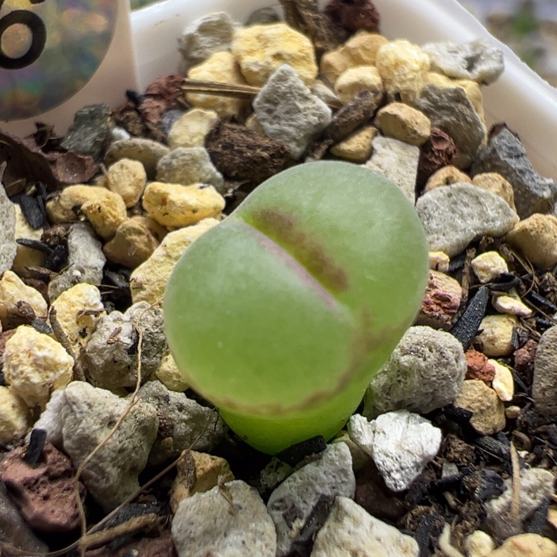 6粉红女郎纽扣母本一物一拍