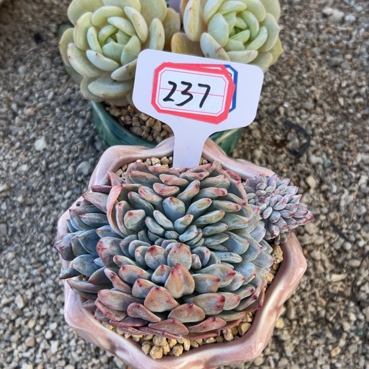 雨***霏A237橙子缀一物一拍13.9