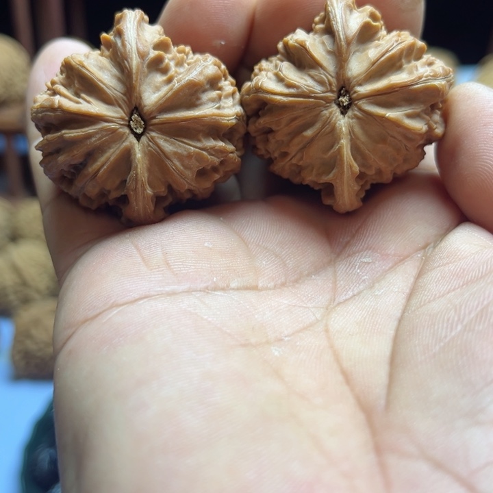 完全开放国****5磨盘核桃