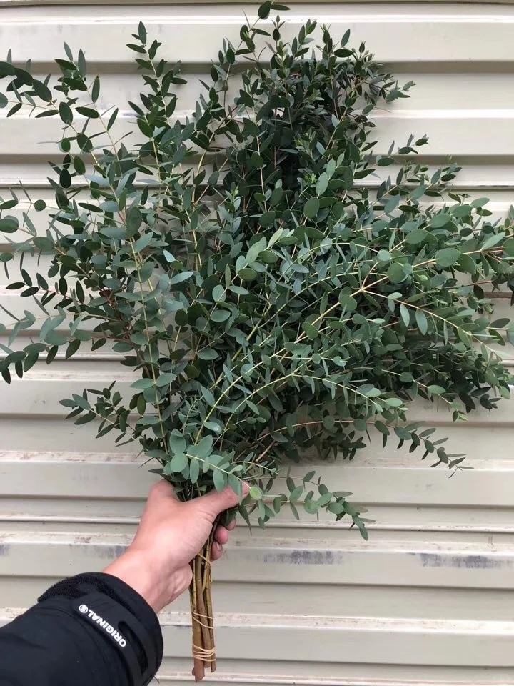 细叶尤加利叶新鲜配草婚庆