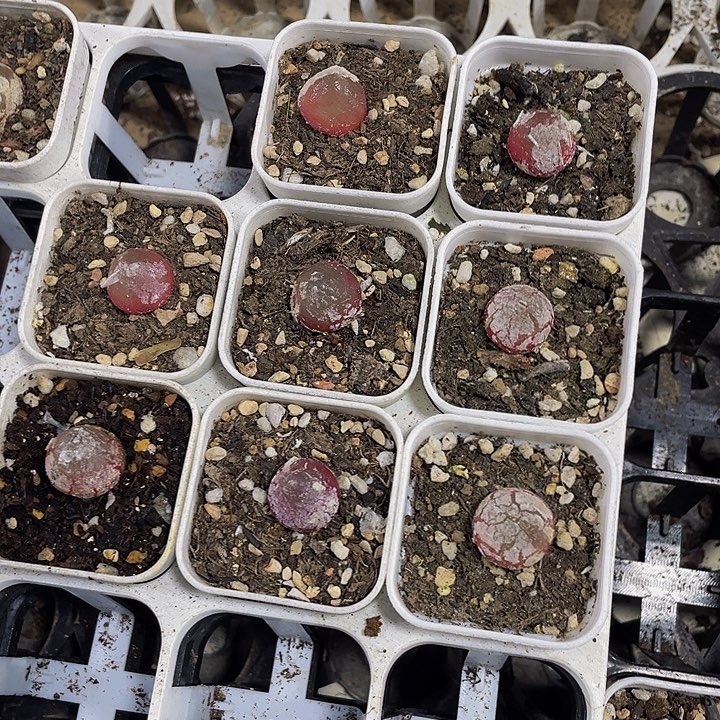 灯泡5.8带盆土发过后