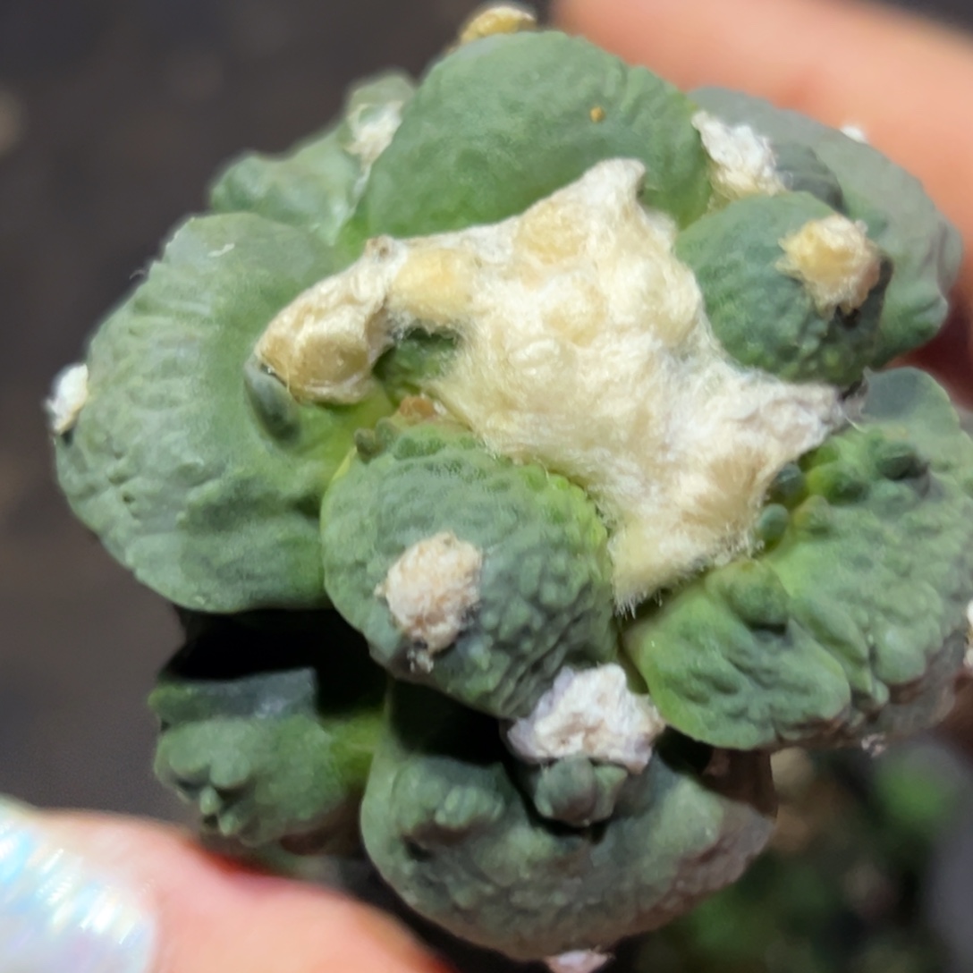 657 仙人球的比赛将于