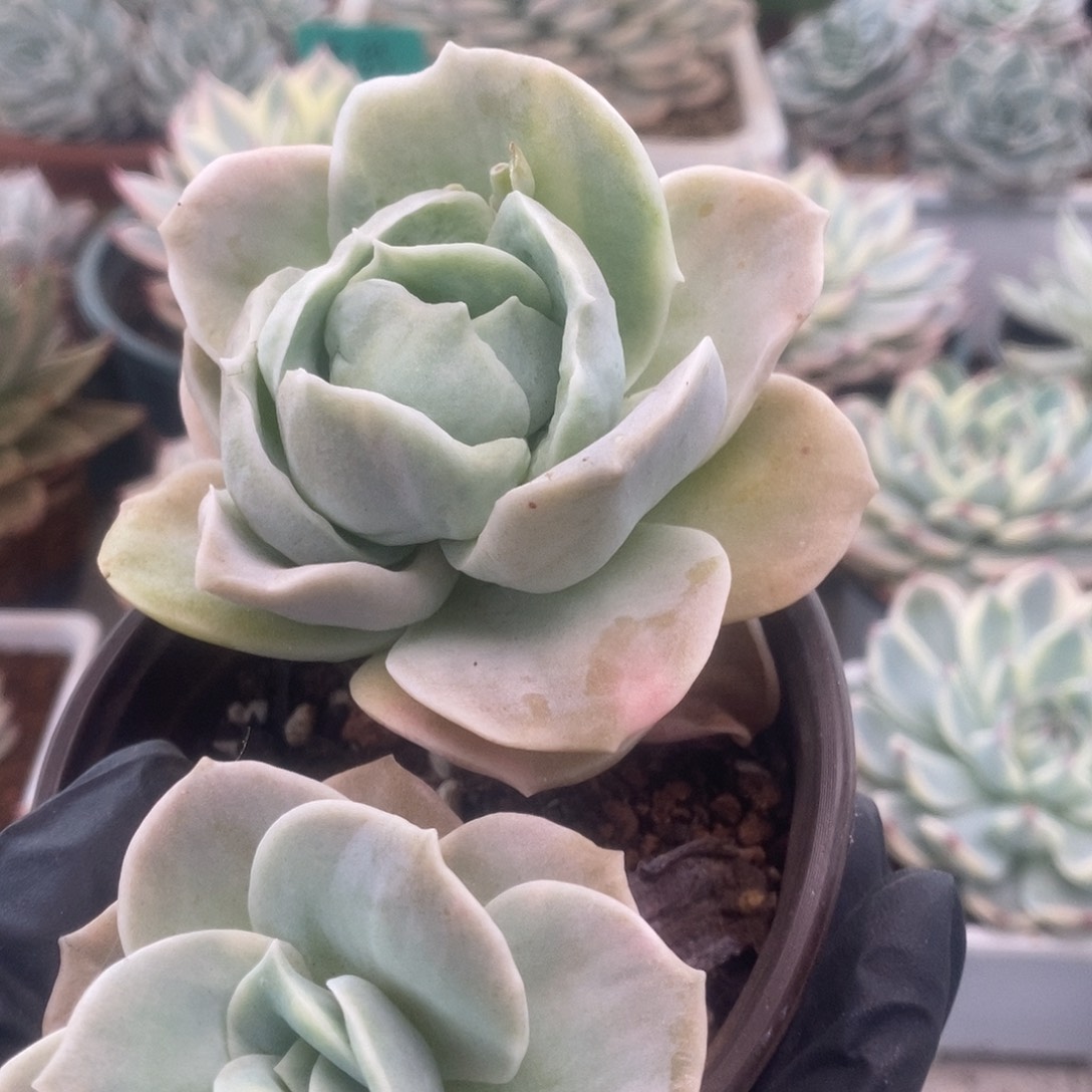 113可爱玫瑰锦锦锦锦