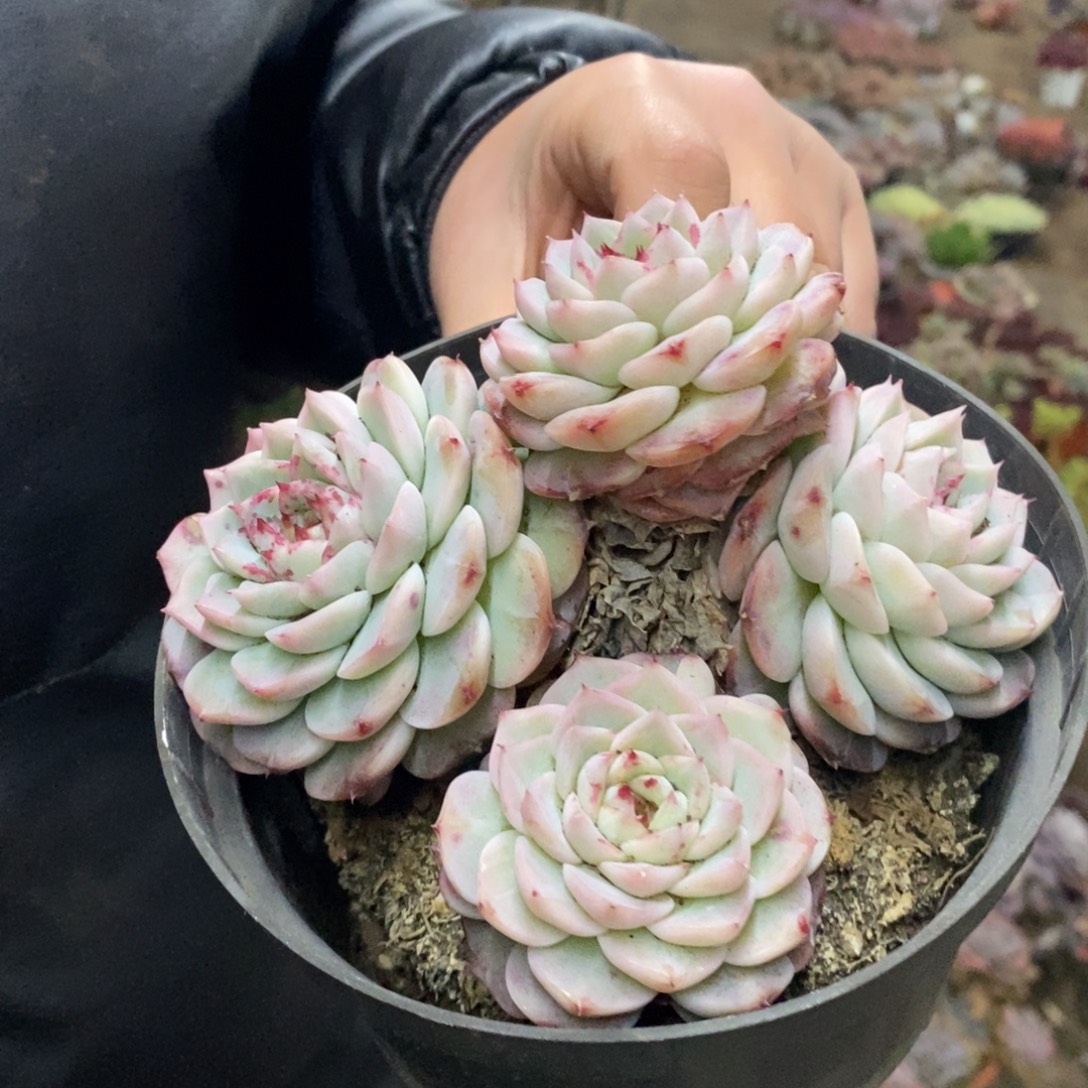 天鹅绒四头起发老桩