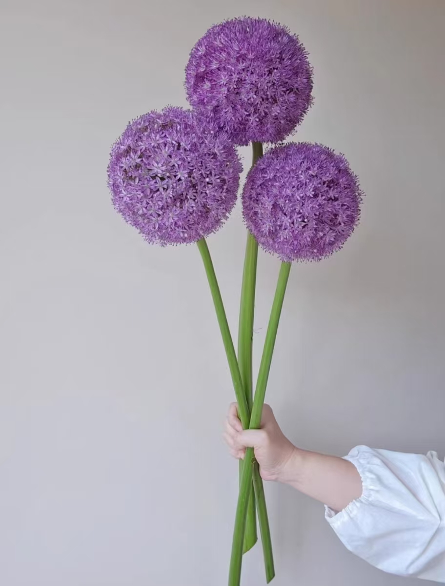 紫色大葱花云南基地直发