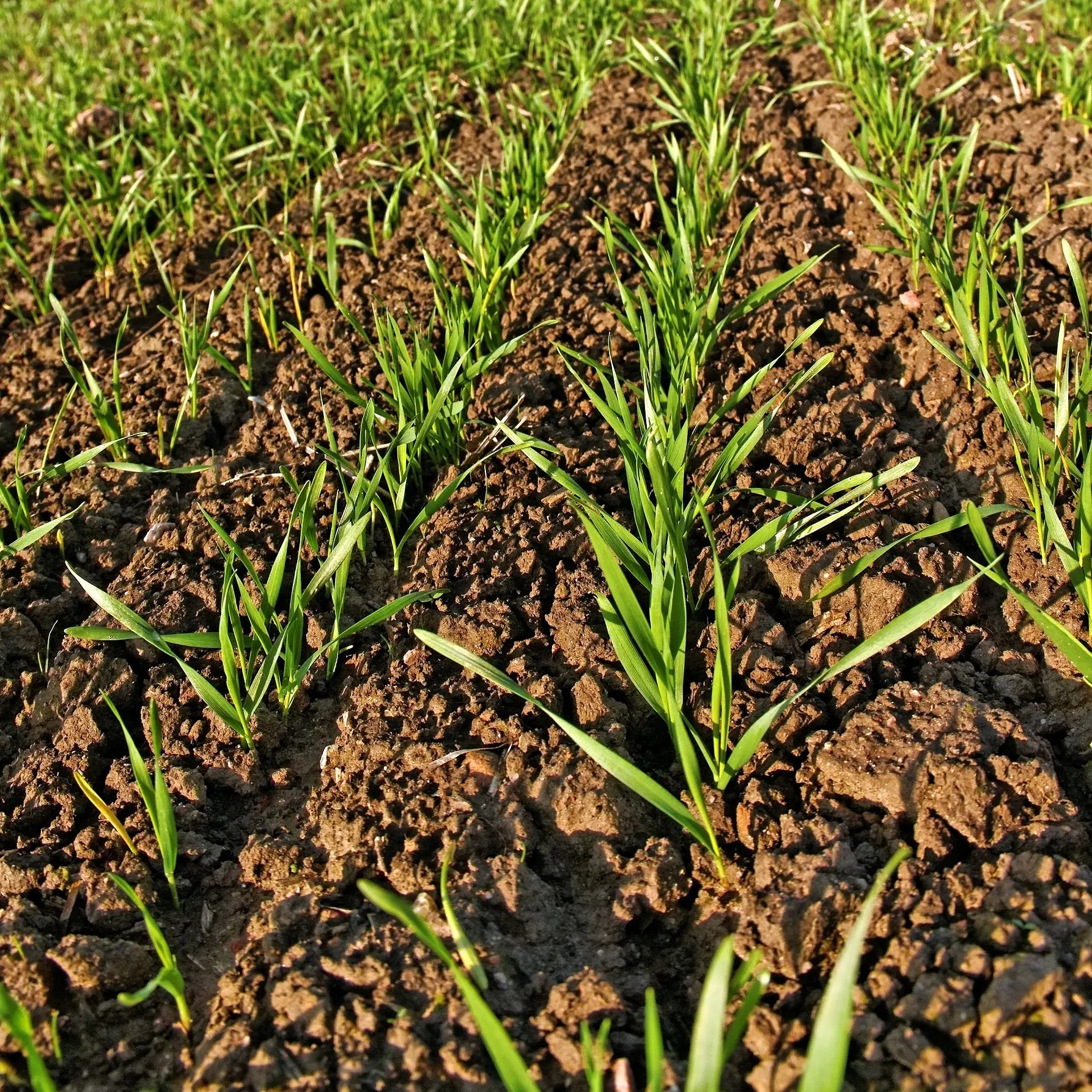 麦壮黄苗弱苗营养液