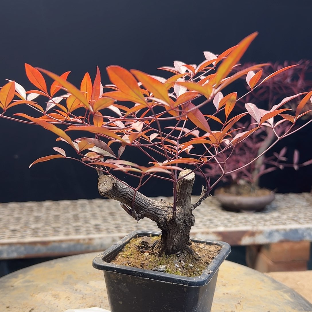 不开花植物000000017