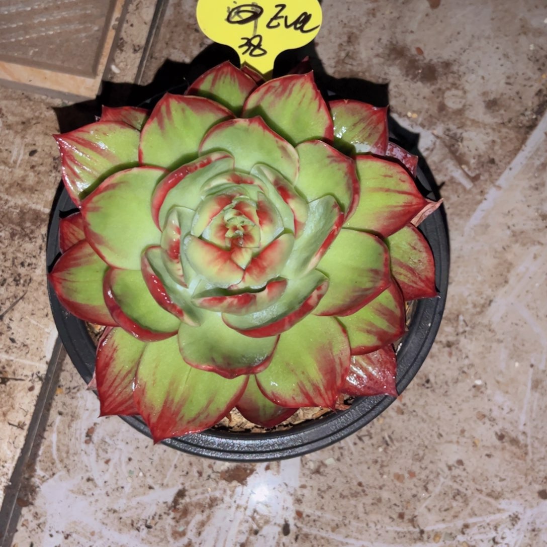 E***a惊鸿仙子一物一拍