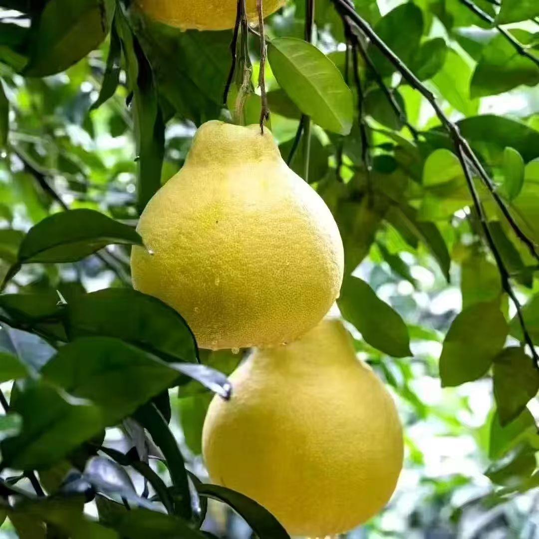四川泸州合江特产老树真龙柚