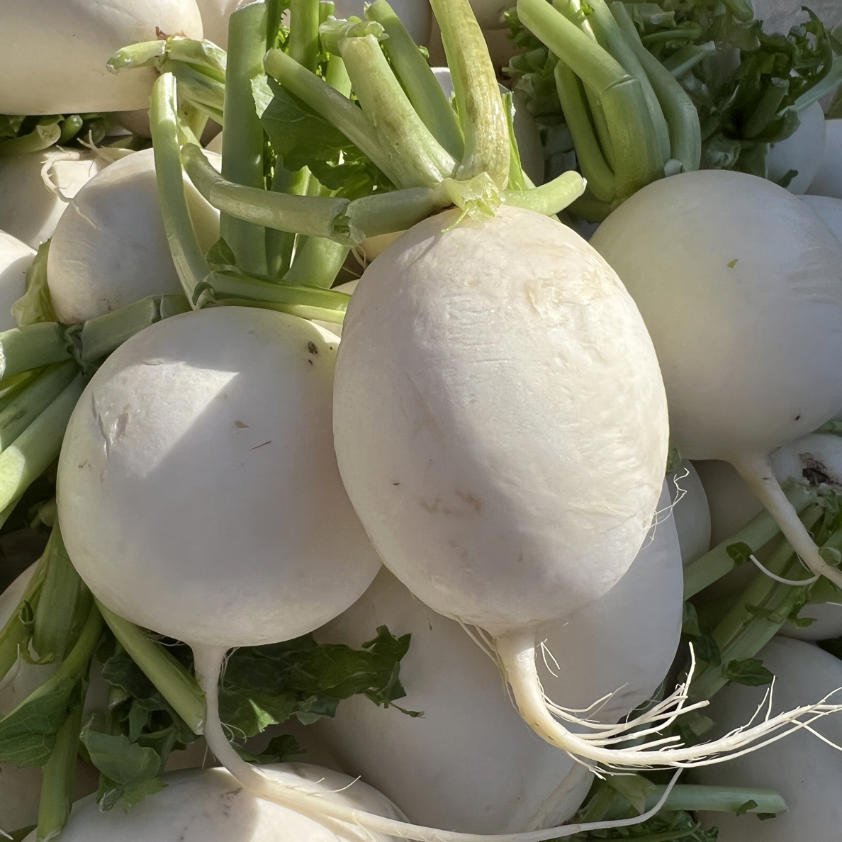 【兵支书推荐】小白萝卜