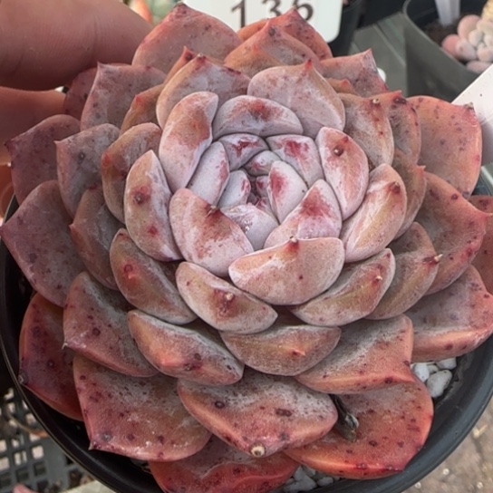 202纯爱一物一拍多肉