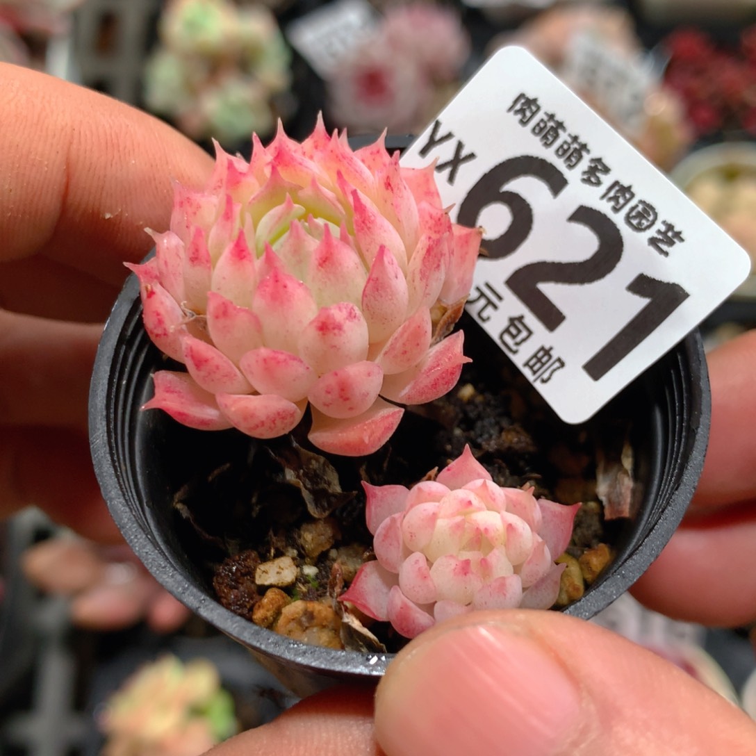 5CM拇指盆精控多肉YX621