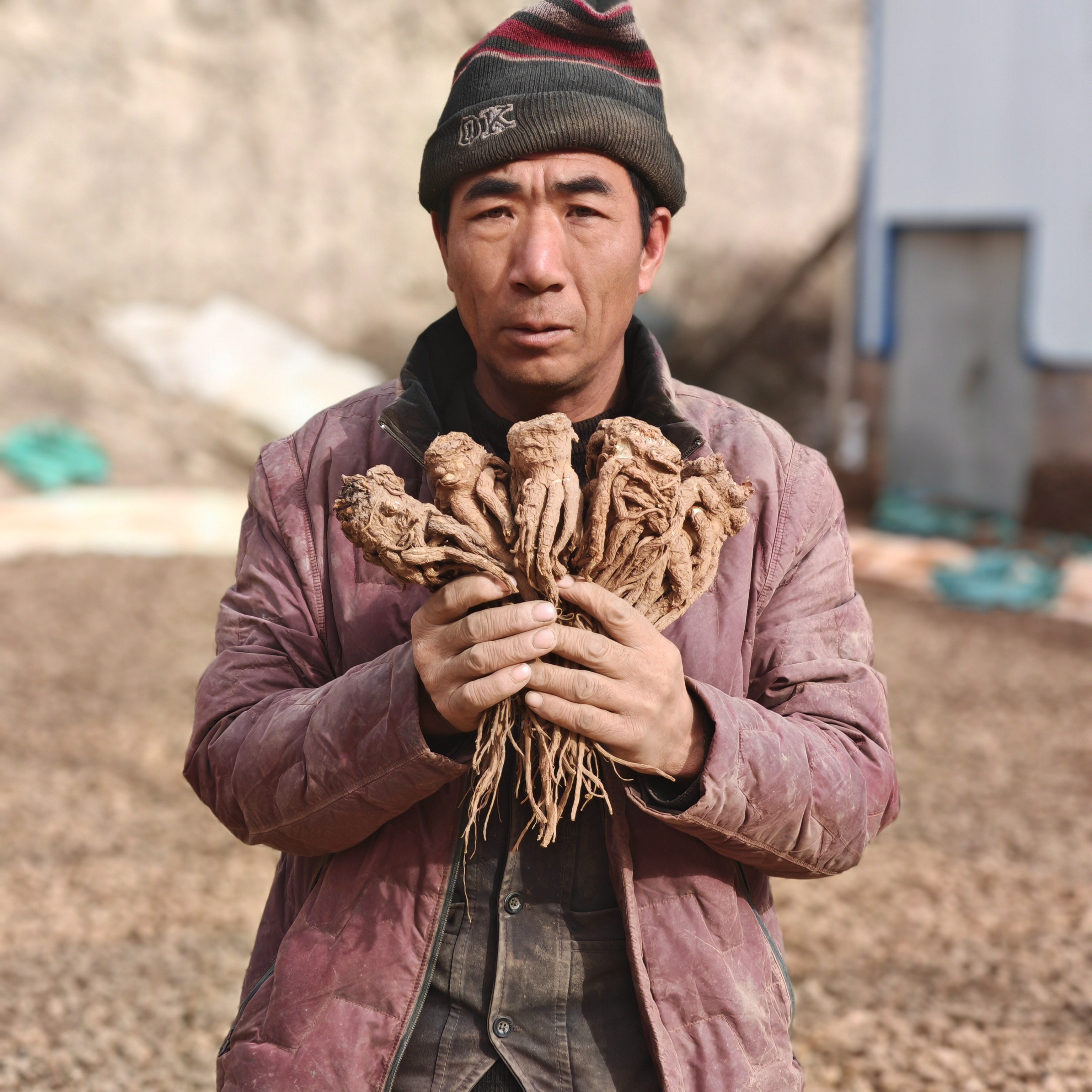 甘肃正宗无硫当归可煲汤炖肉滋补养生干货