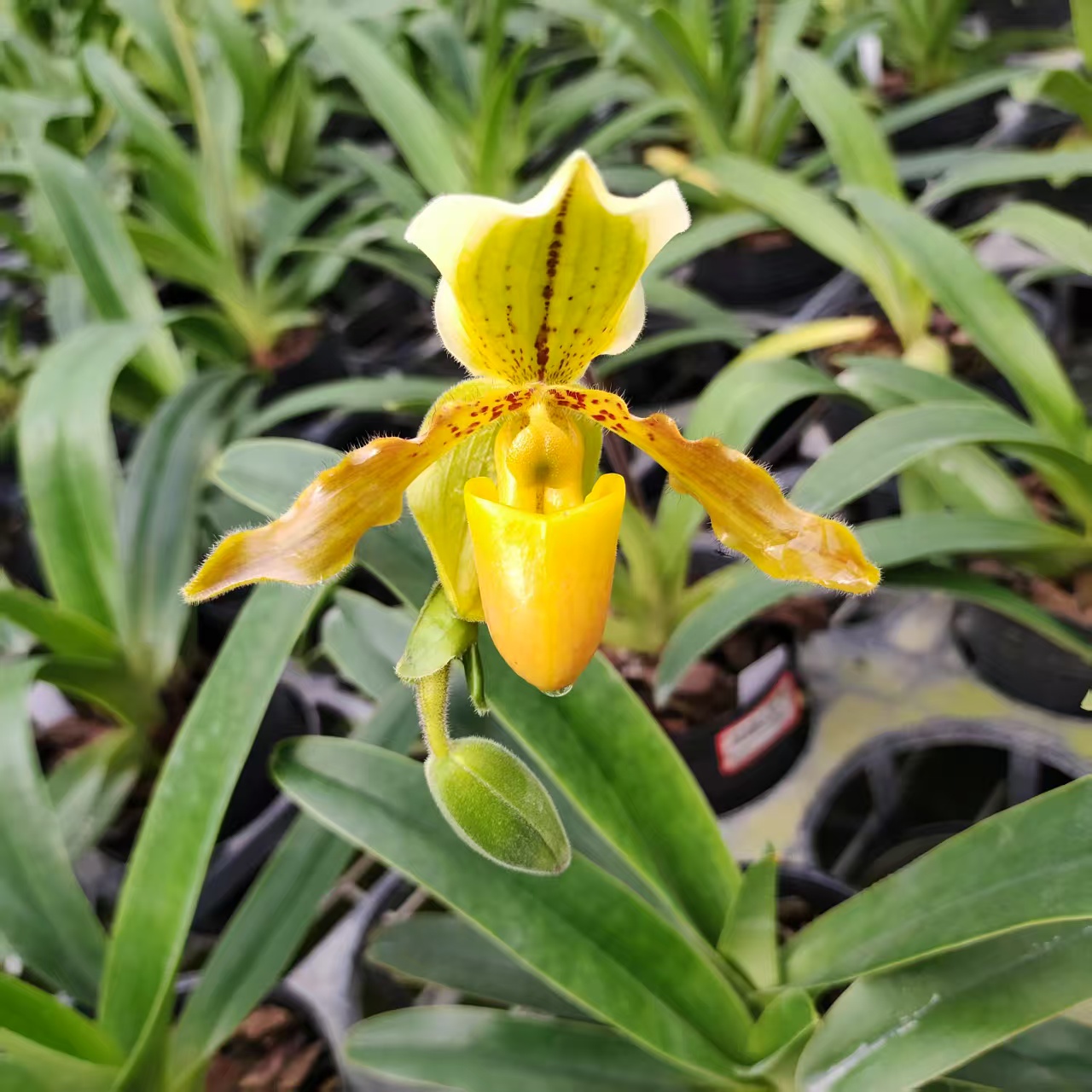 绿缘兰花   边远×报春兜兰（续花型精致室内养护观赏兰花）