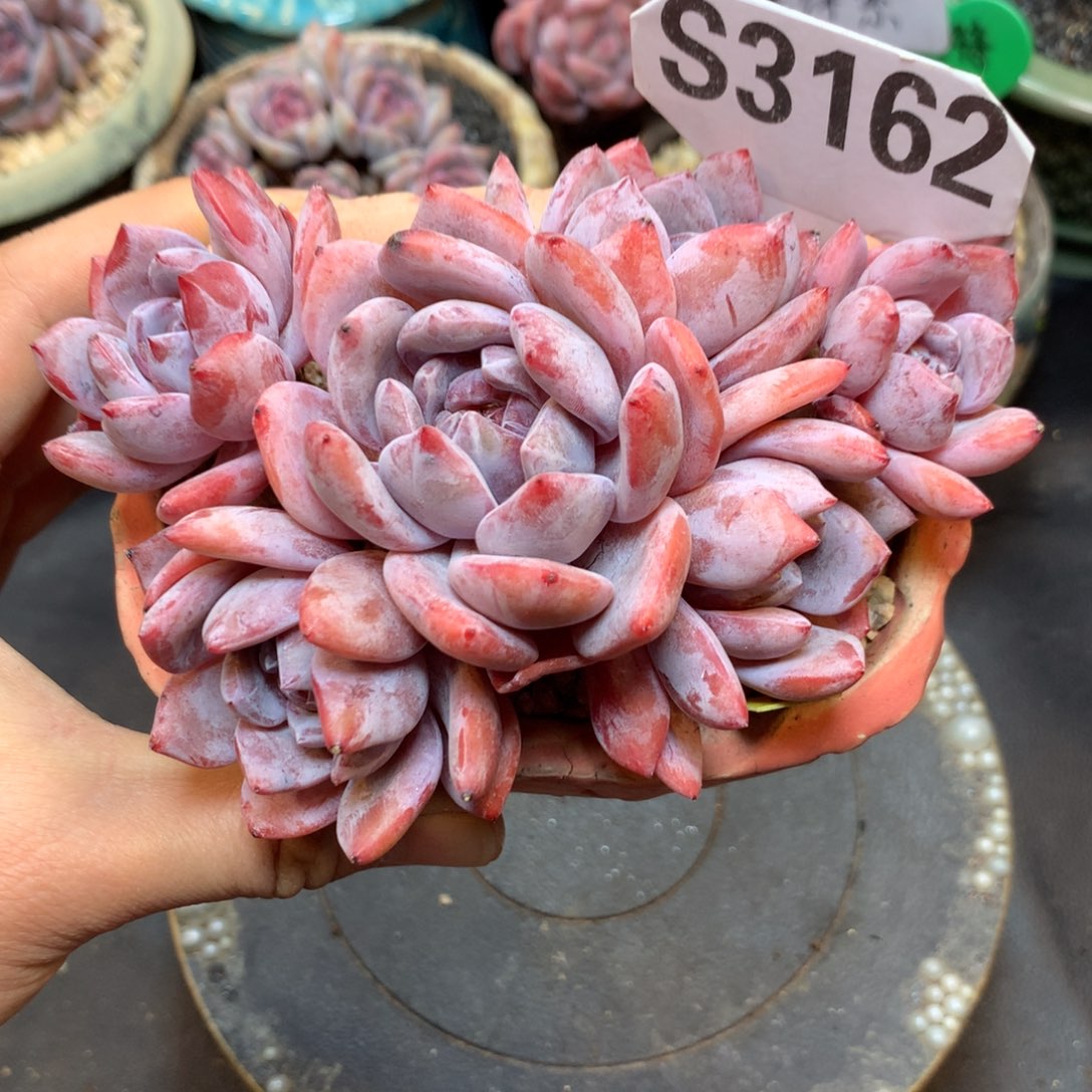 S3162 星影石榴籽 糖心色 一头一桩