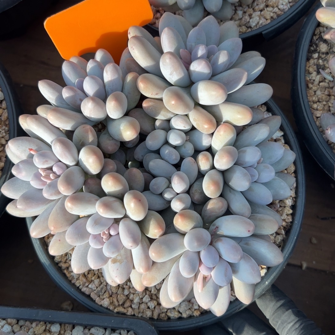 汤圆111111111111111