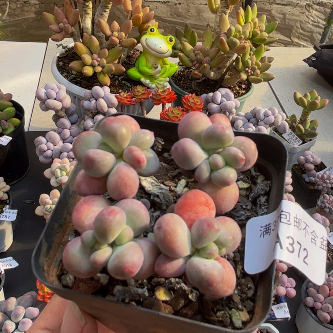372/5cm苹果奶多肉植物