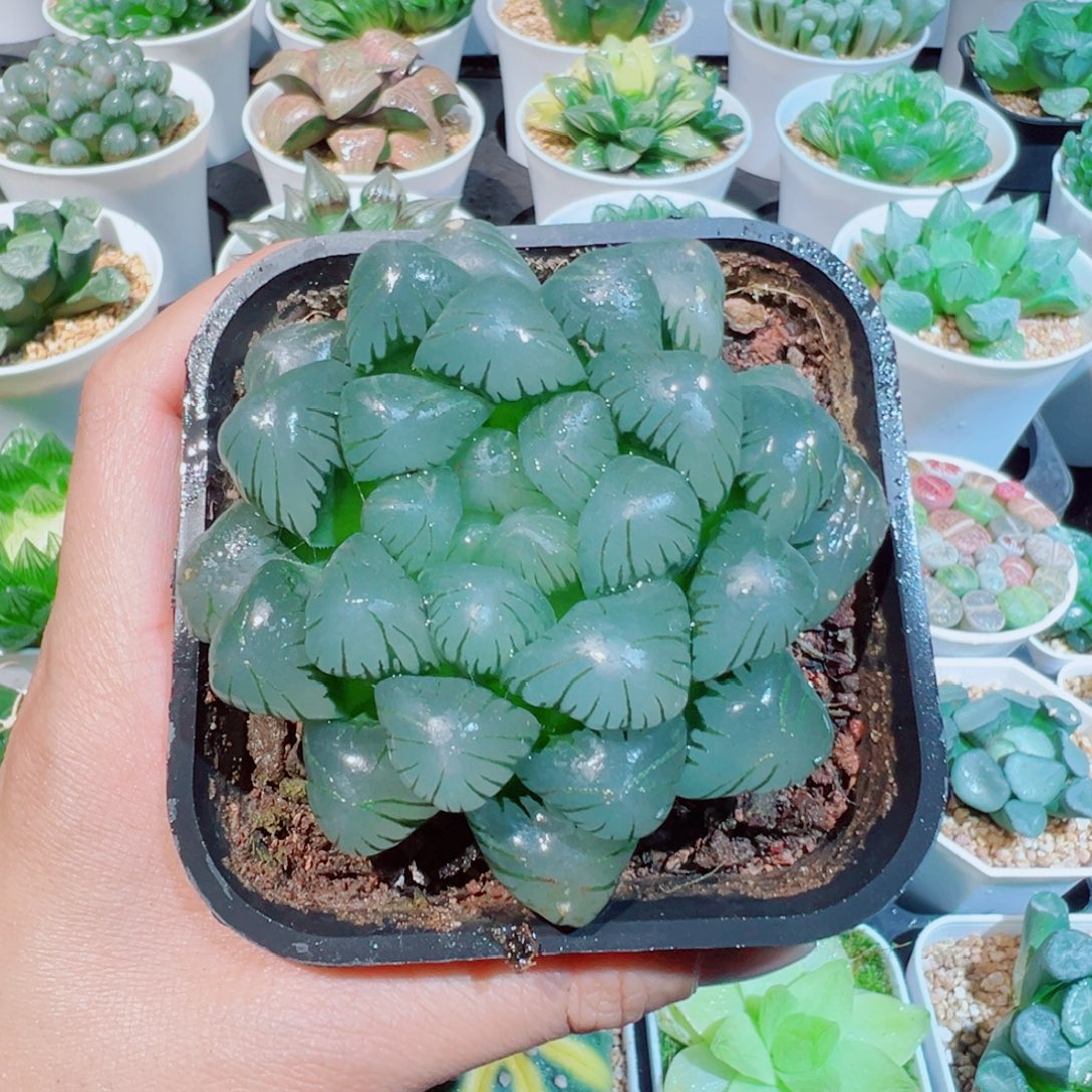 潘氏母本冰灯多肉