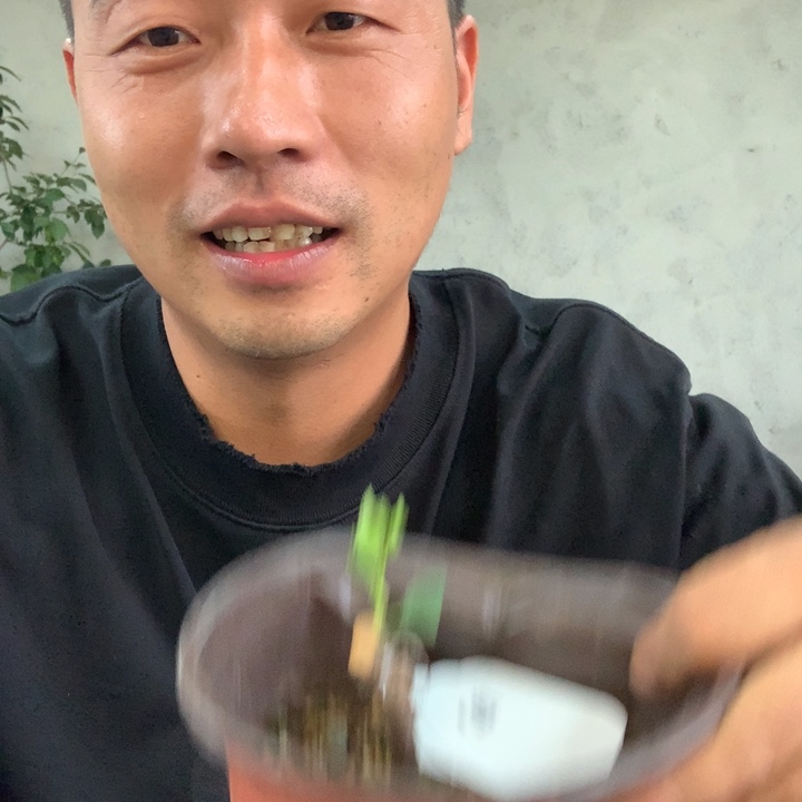 当前无花朵，栽培后可花朵心嫁接苗66