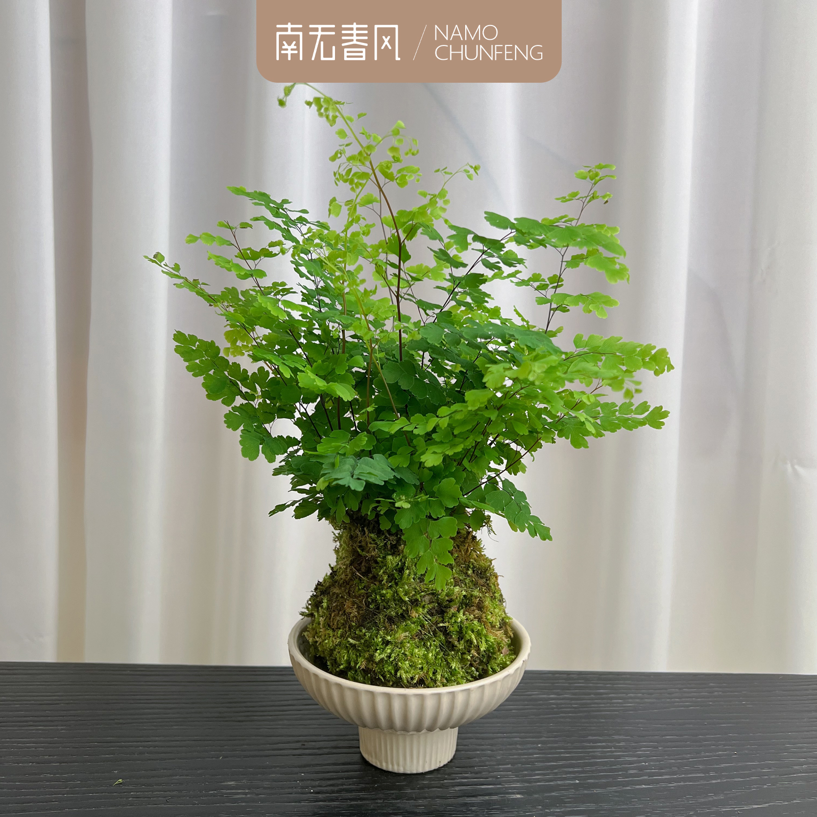 【铁线蕨】苔藓球室内耐阴盆栽造景四季常青苔玉水培绿植