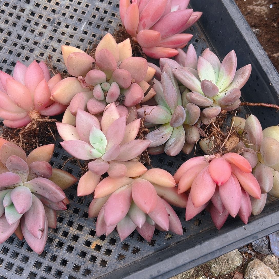 精品多肉桃花源九个