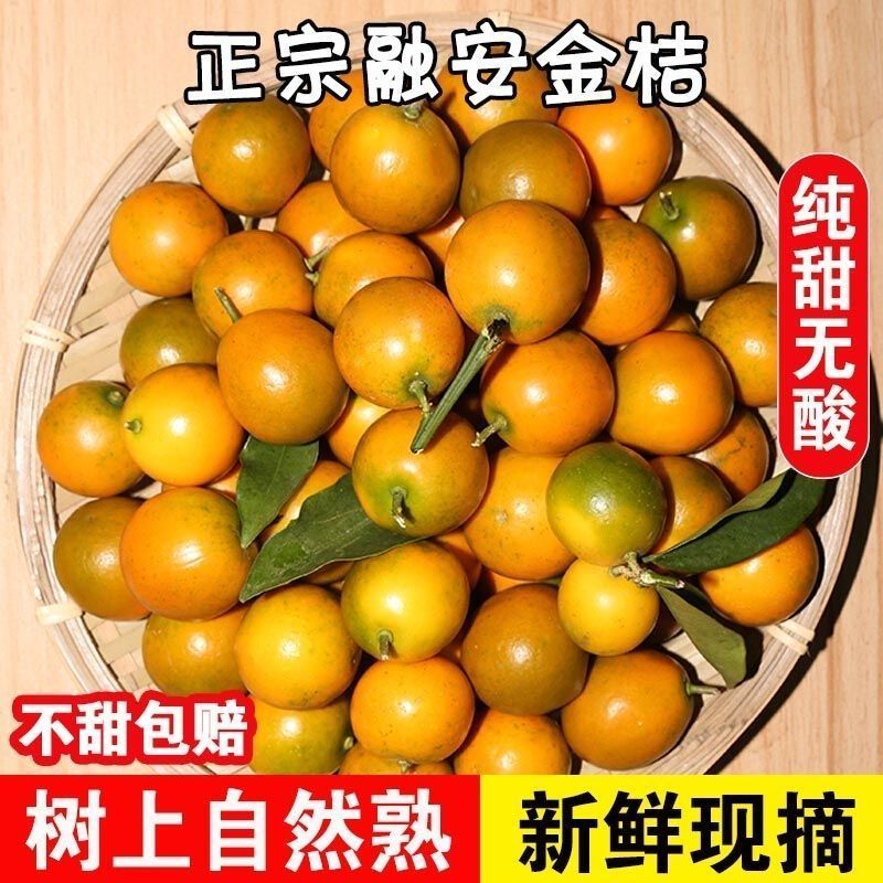广西融安脆皮金桔第二代滑皮金桔新鲜现摘应季水果珍珠果100颗