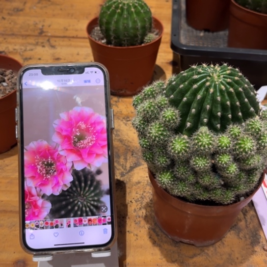 柠***。露露金刚复色6公分柱子