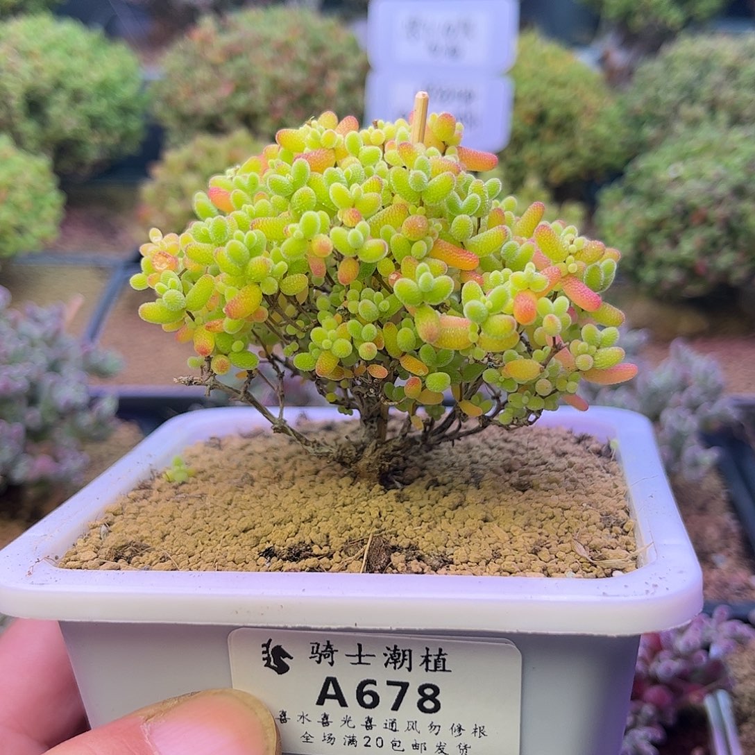 678蜜橘糖球枝干多肉