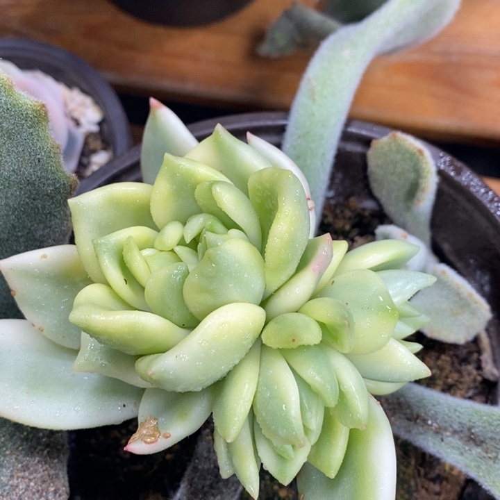 468祝之松锦嫁接群生