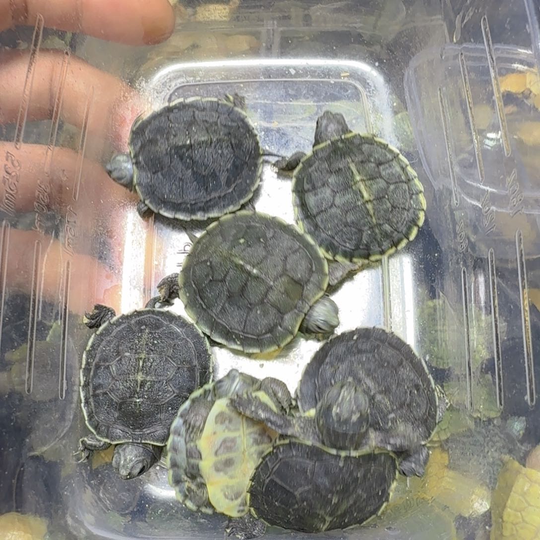 不分公母巴西彩龟