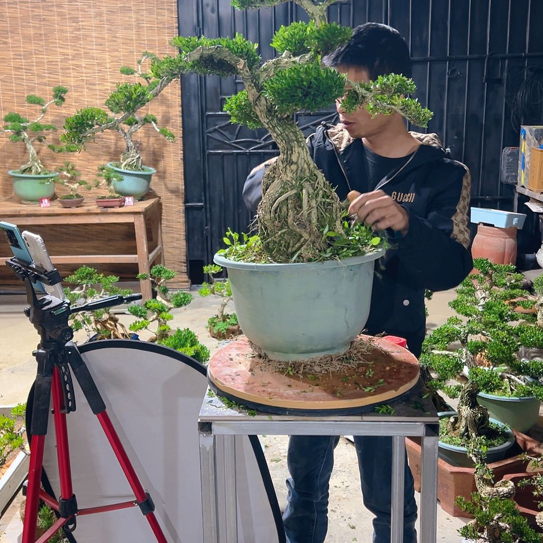 无花朵广东雀舌皱皮黄杨盆景