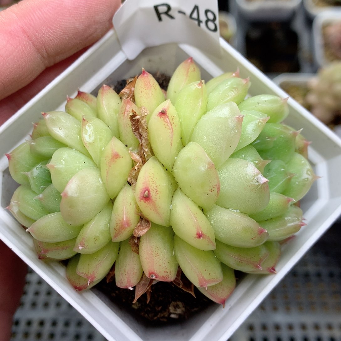 R48 ，柿子多肉20包邮