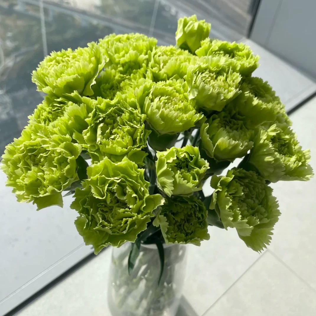 绿色单头康乃馨水培 云南鲜花基地直发