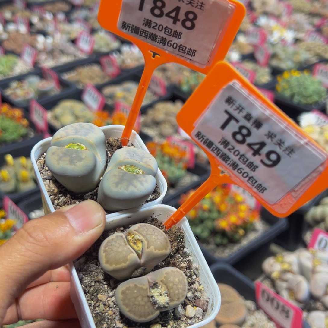 848.849 一物一拍，默认有伤，介意勿拍，不退不换