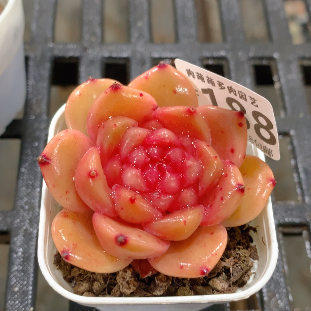 肉萌萌拇指盆精控多肉ZF188