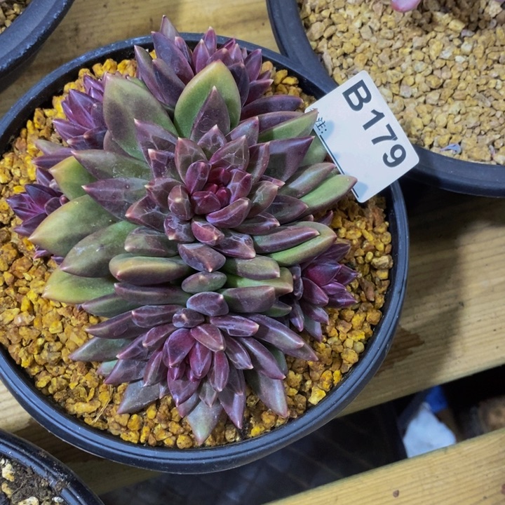 这个我都看出来这一天