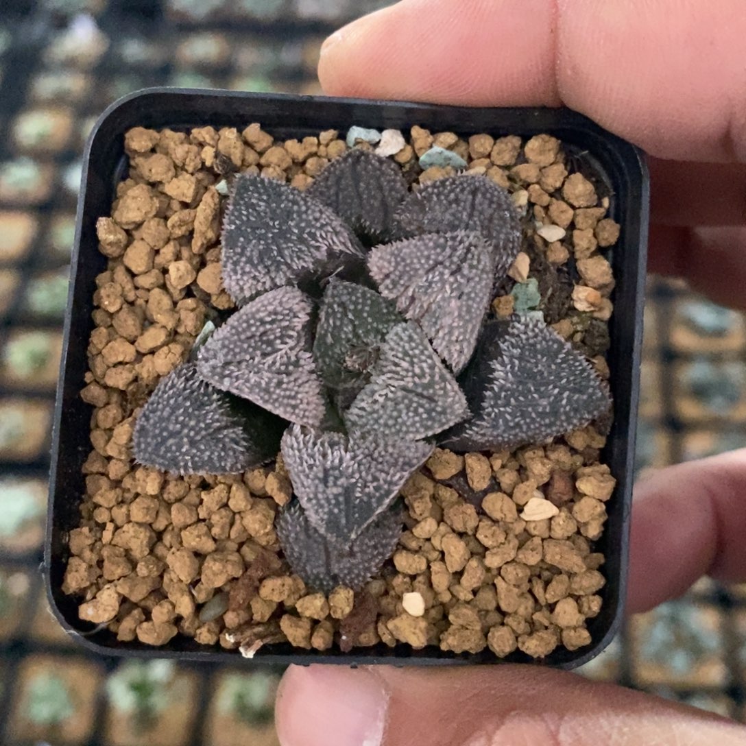 1211 一颗粉雪磨面 高货 双12福利