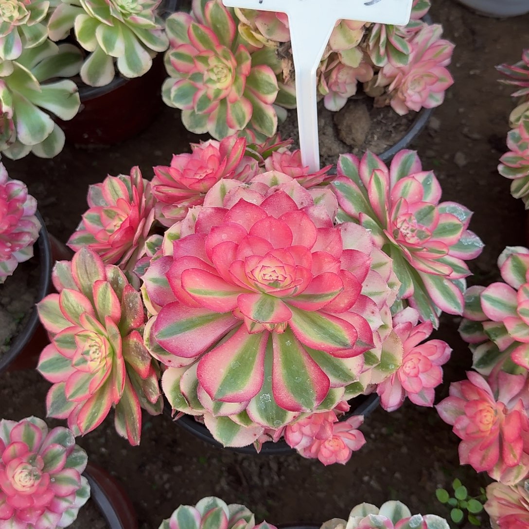 4535倾城多肉法师多肉