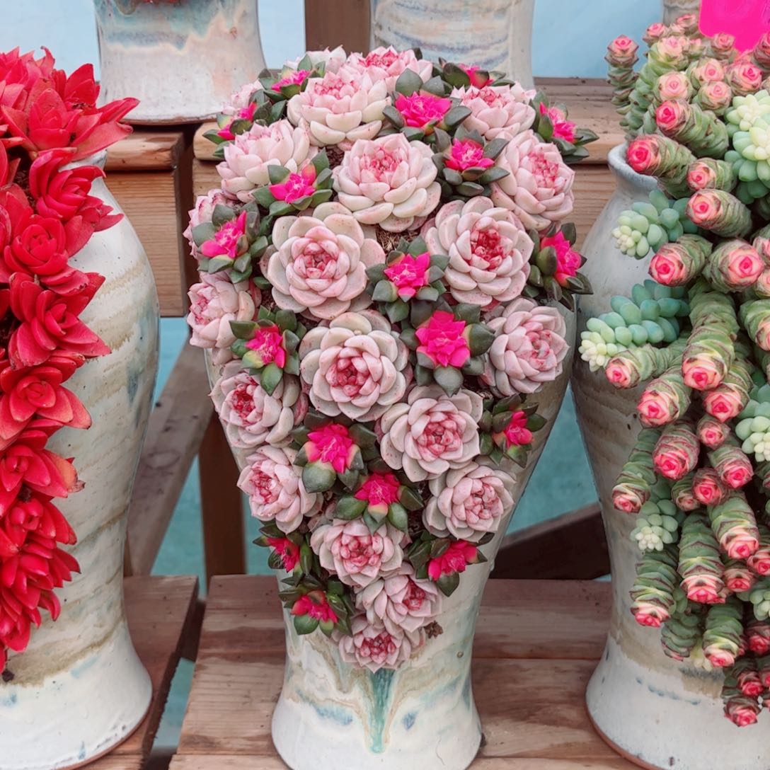 尹*天鹅绒多肉植物组合