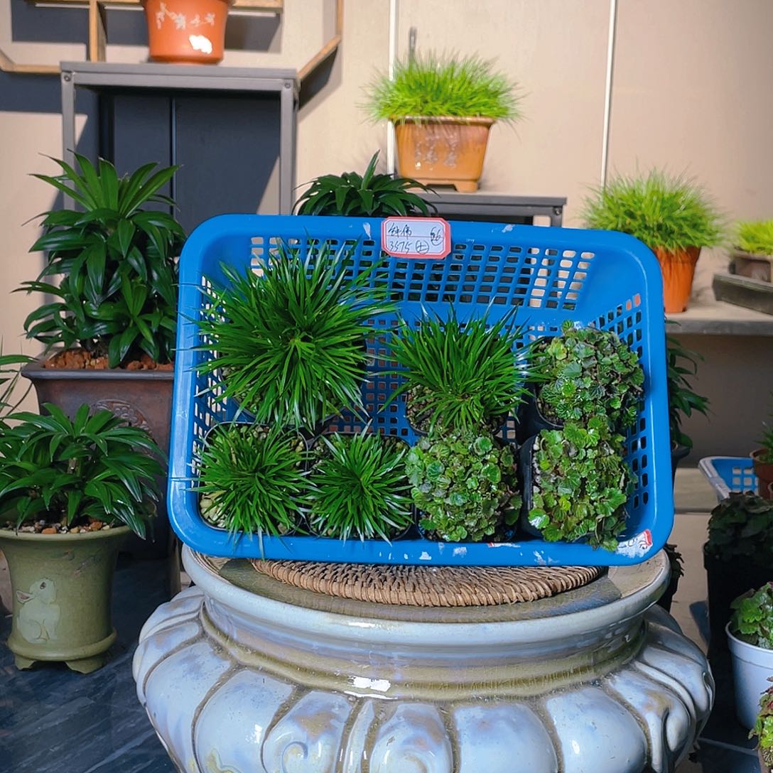 【闪购商品】不开花植物