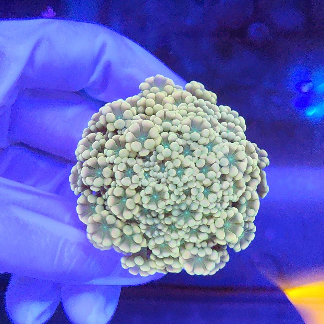 智海珊瑚链接 活体不支持退货