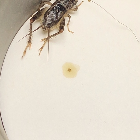 大牙蛐蛐儿福利来啦