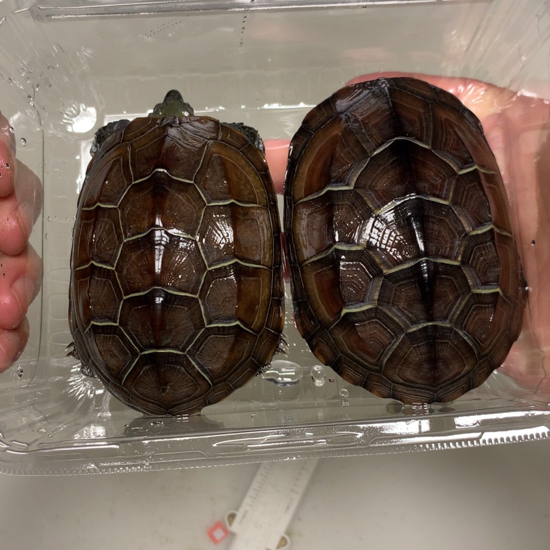 中华草龟不分公母