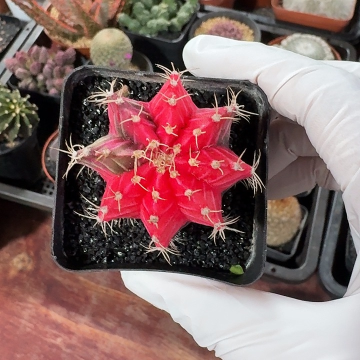 肋骨牡丹锦仙人球123