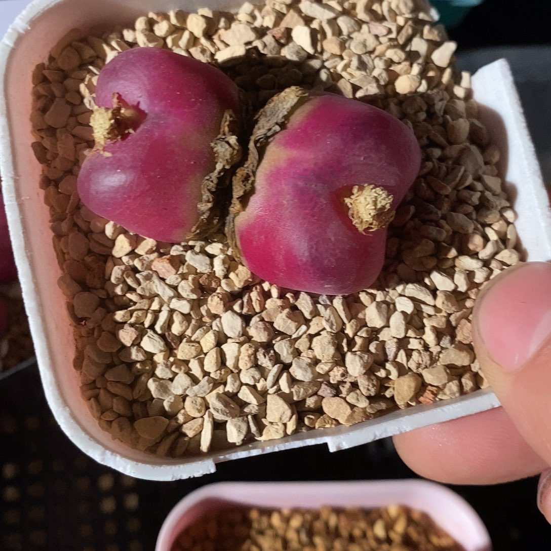 28425。  1430.48。   黑超毛。