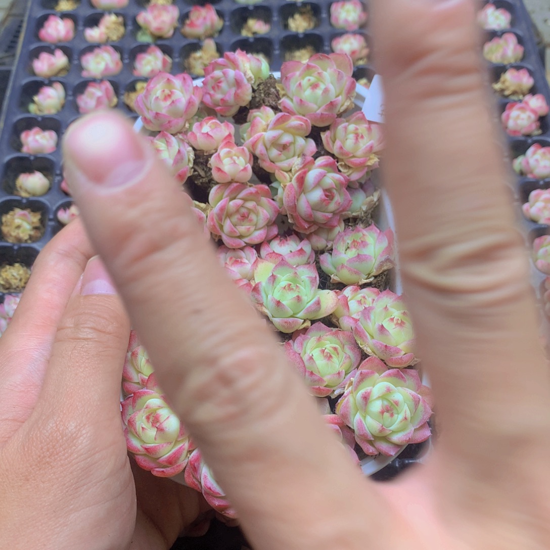 我要去看你了啊我019