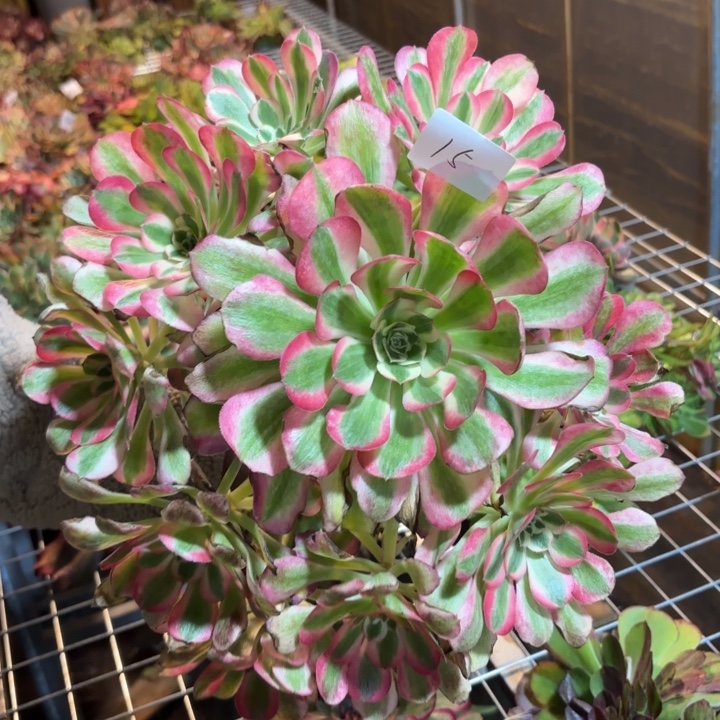 无花朵015特价女巫变异无根