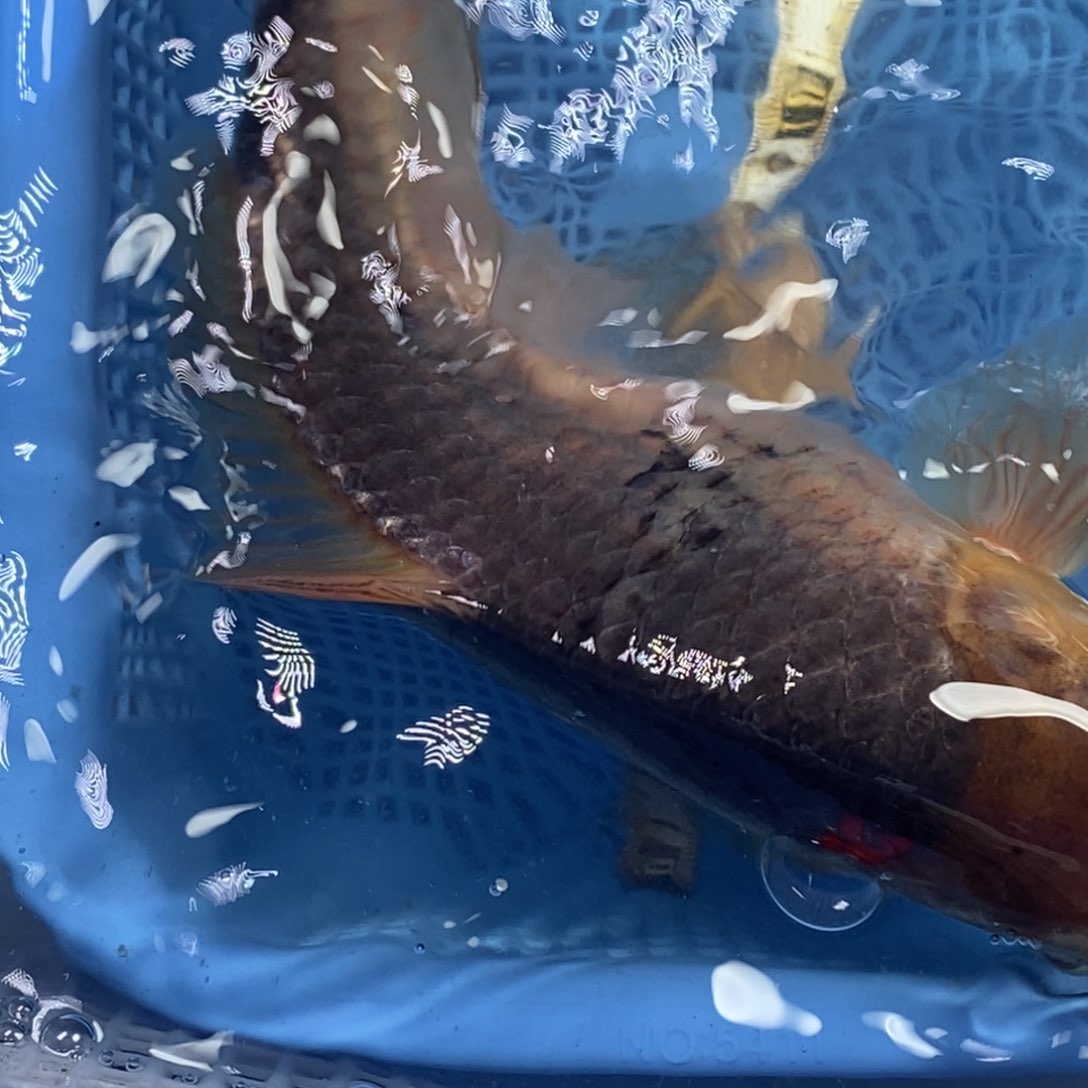 锦鲤冷水锦鲤包邮